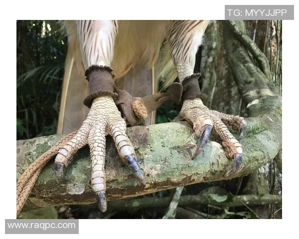 亚特兰大老鹰与骑士的精彩对决谁能笑到最后分析比赛关键因素